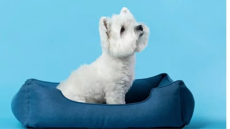 Puppy Uyum Eğitimi