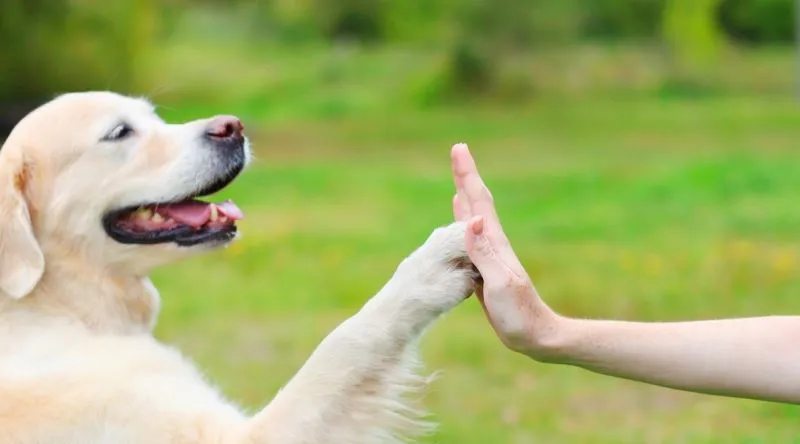 Yatılı Köpek Eğitimi
